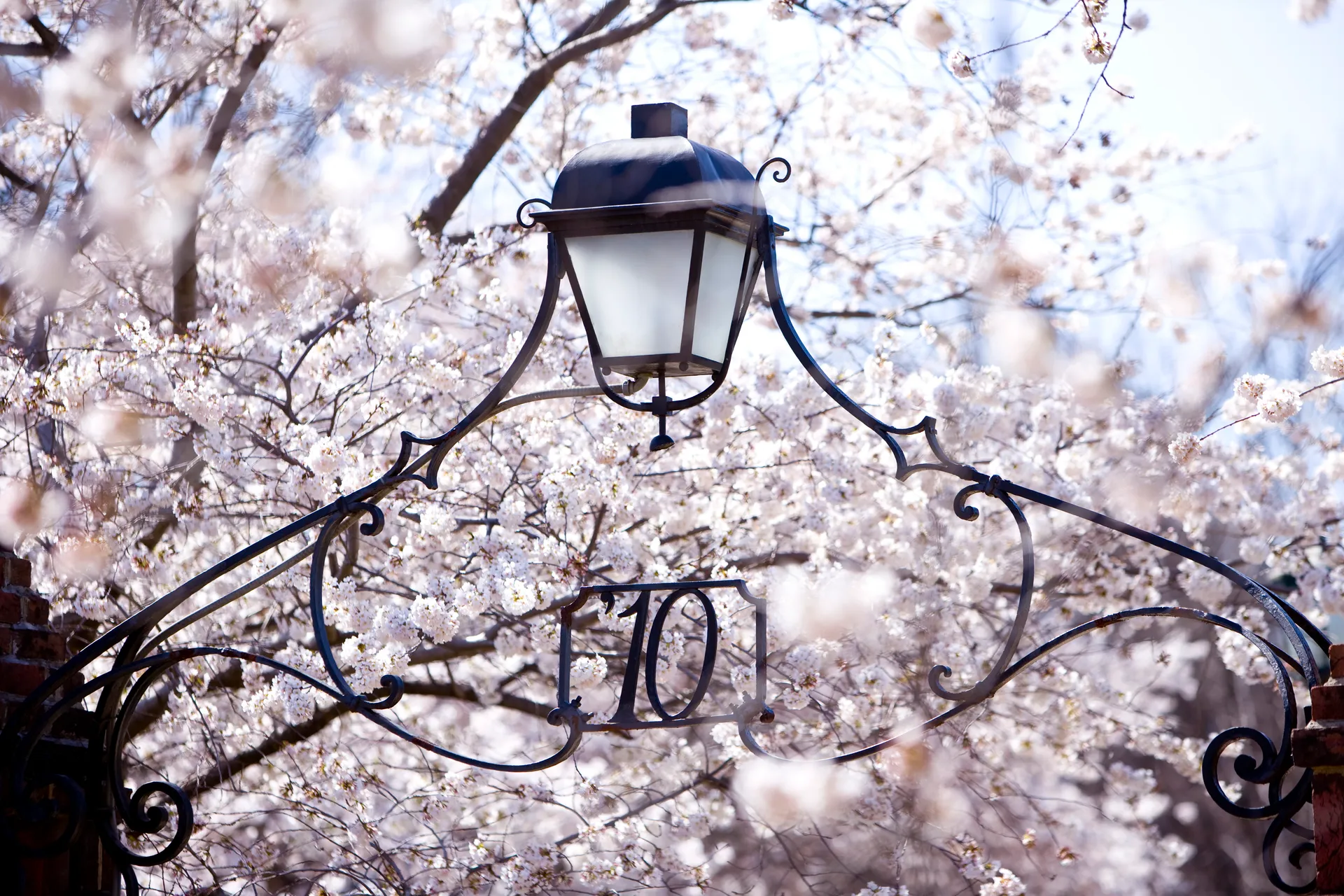 1910 Gateway Blossoms