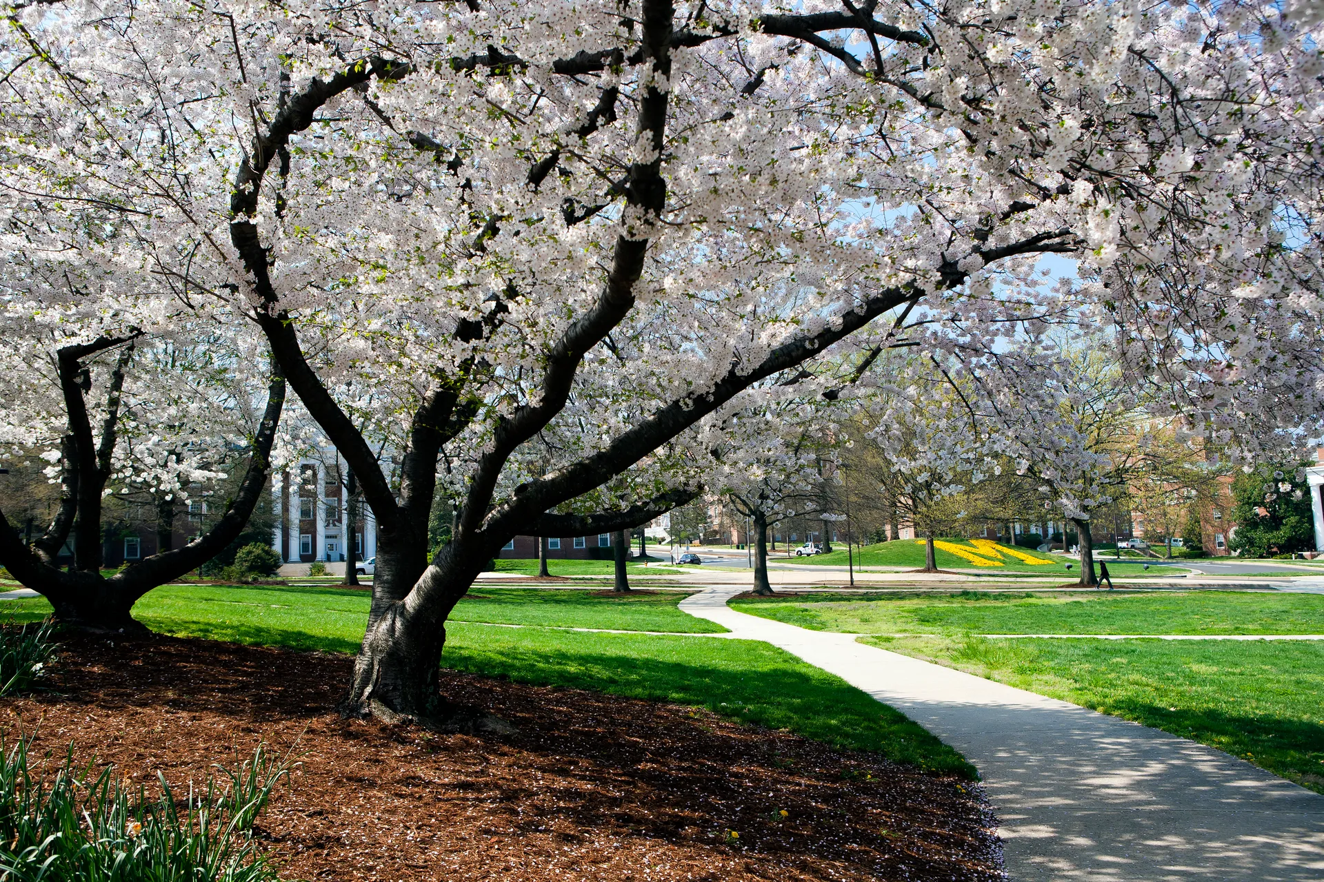 M in Circle with Cherry Blossoms