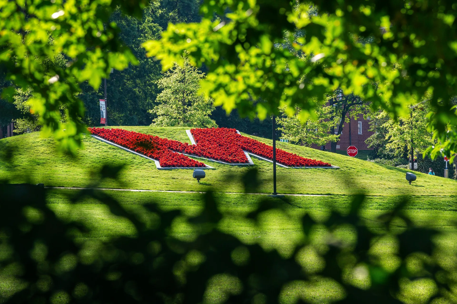 The M in red flowers