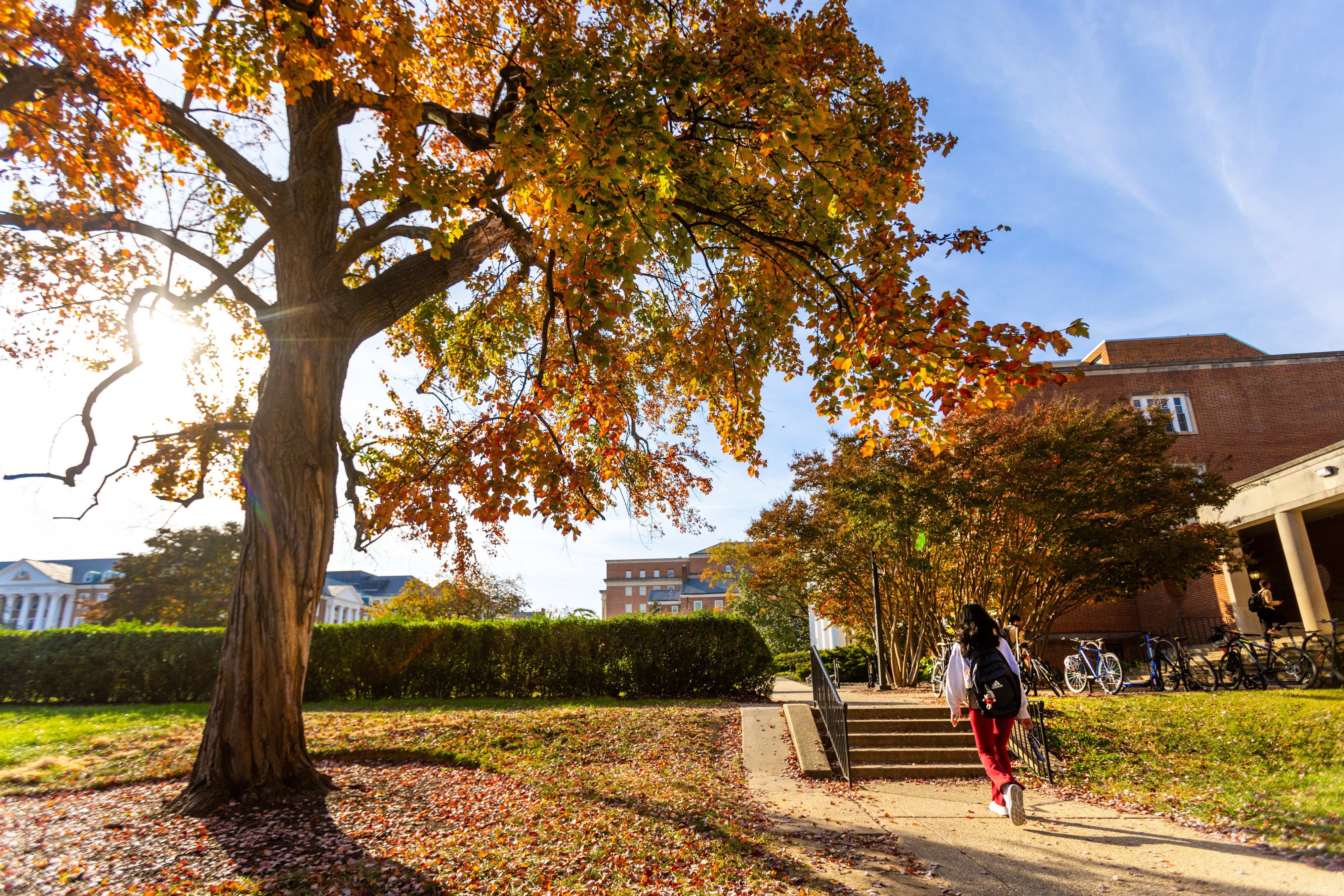 A student with a backpack walks up steps toward a red brick campus building, passing bicycles and trees with autumn leaves in shades of orange and yellow. Sunlight filters through a large tree in the foreground.