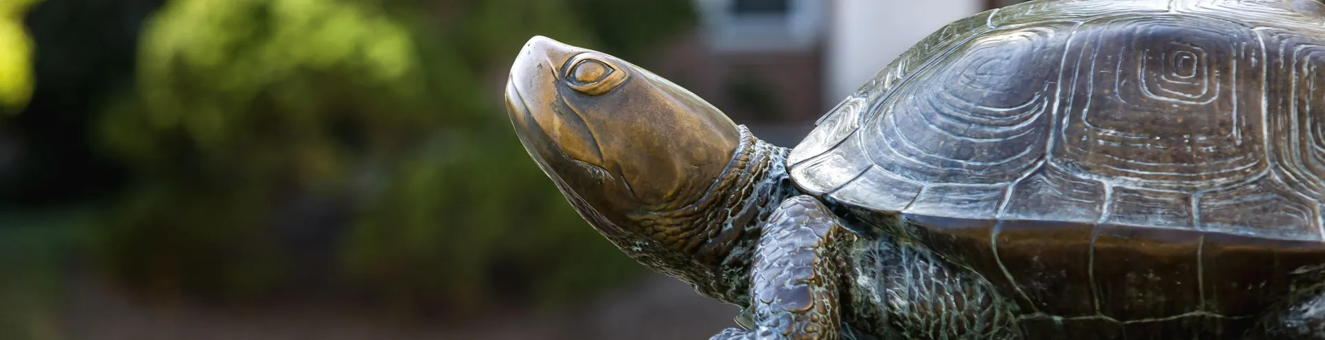 Side view of the Mckeldin Mall statue of Testudo, focused on Testudo's polished head and nose