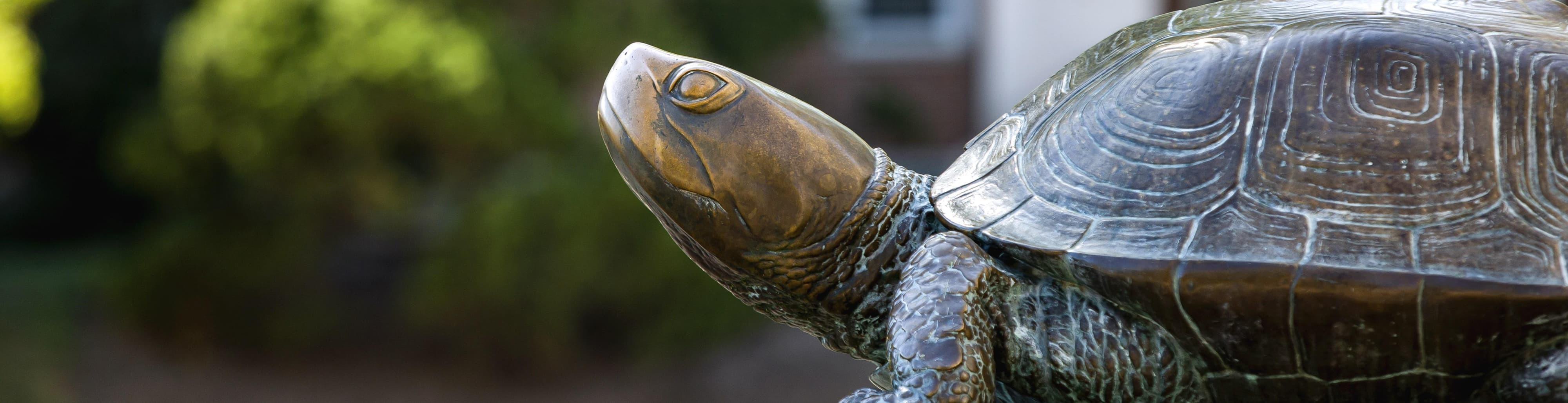 Side view of the Mckeldin Mall statue of Testudo, focused on Testudo's polished head and nose