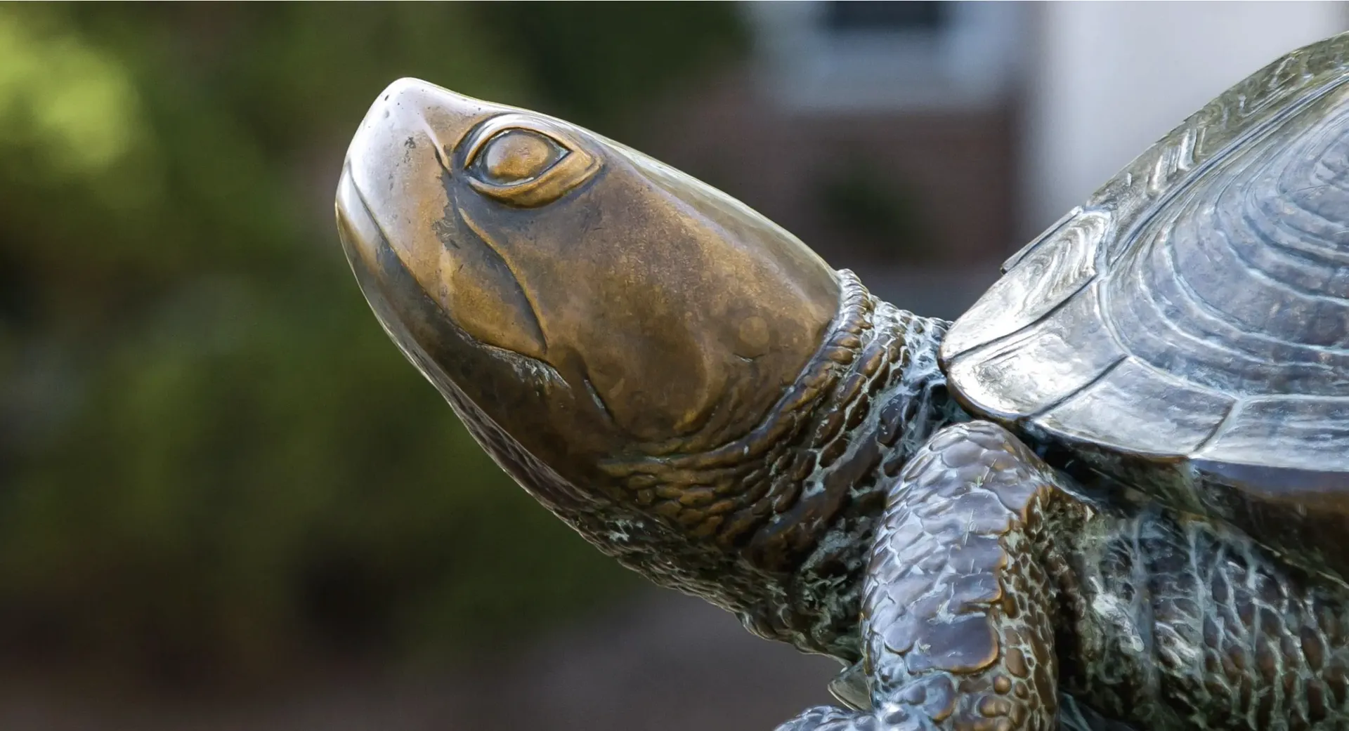 Head of testudo statue